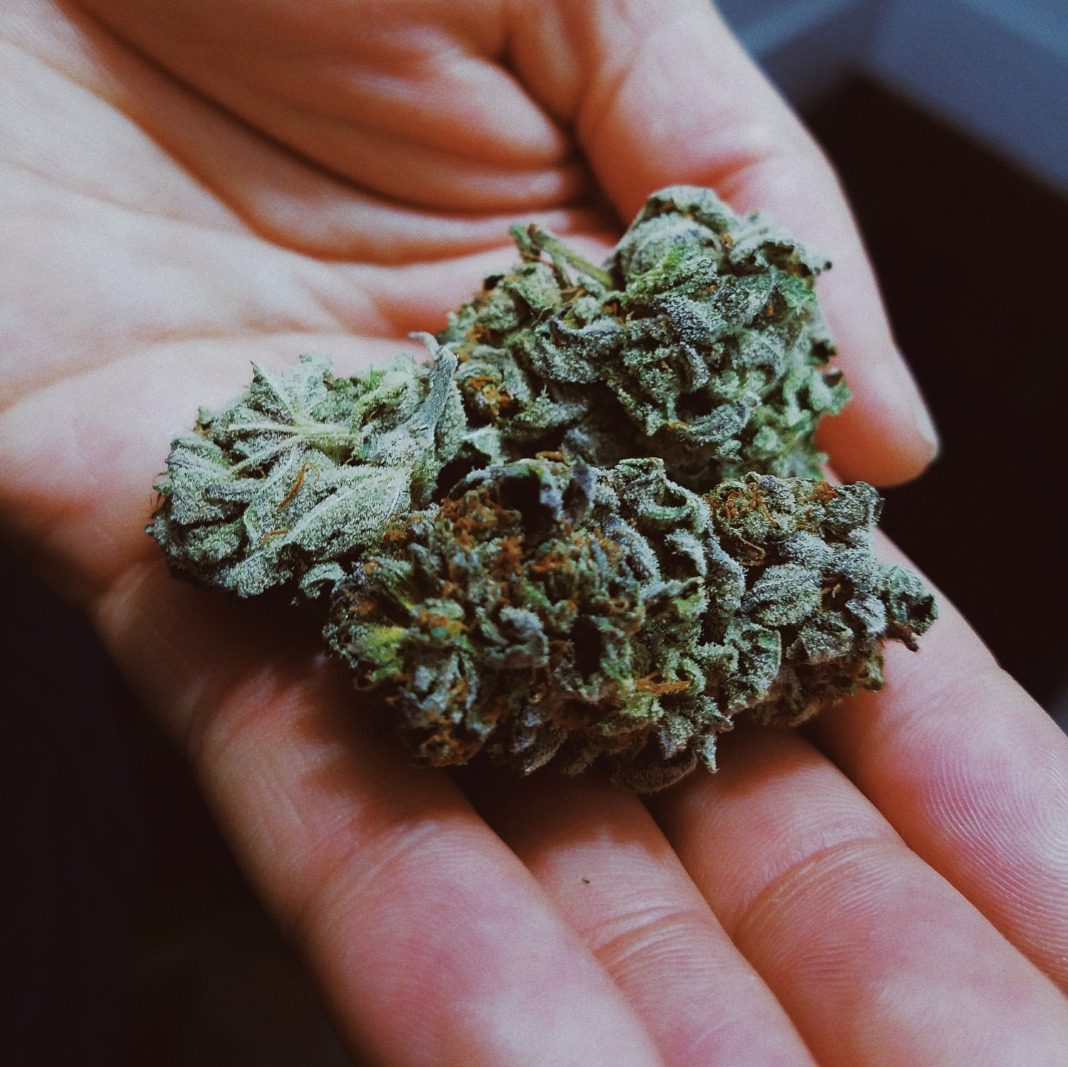 Marihuana, Cannabis, Ganja - was ist Weed? Was ist Marihuana?